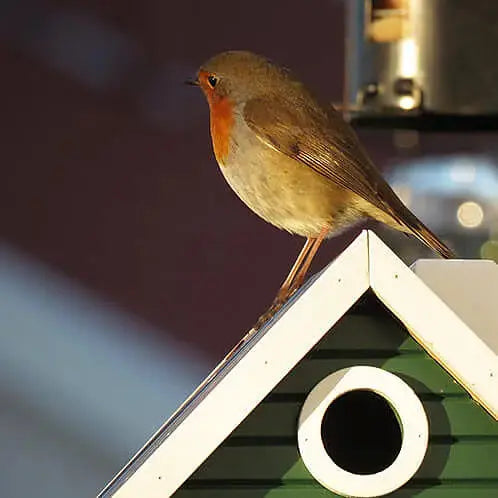 CABANE OISEAU - VERT WILDLIFE GARDEN -  Klubb