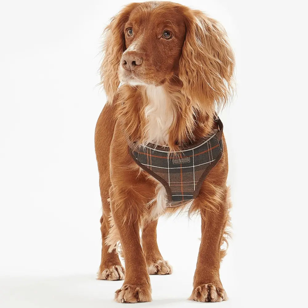 ARNÉS TARTAN