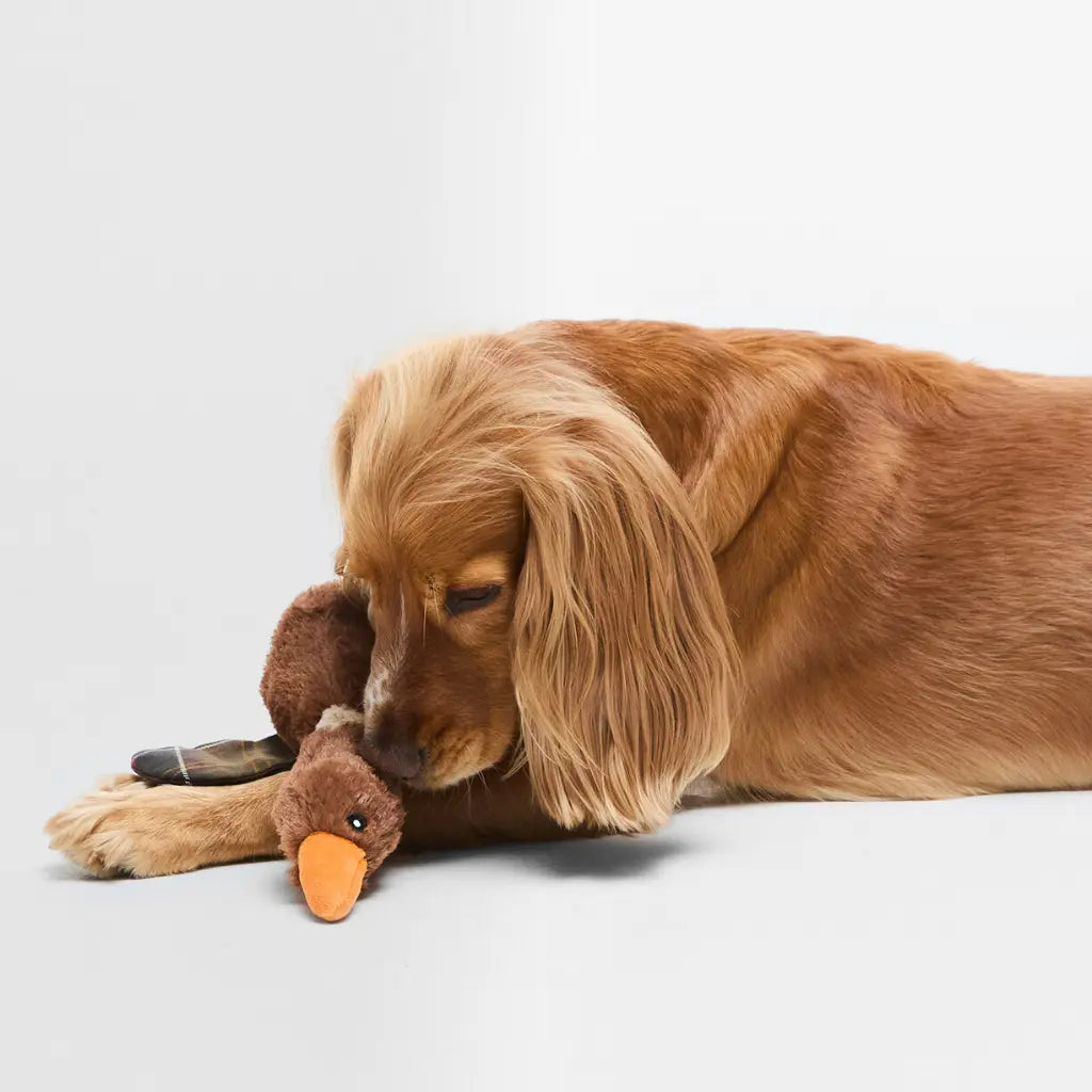 BARBOUR DOGS -  JOUET CANARD -  Klubb