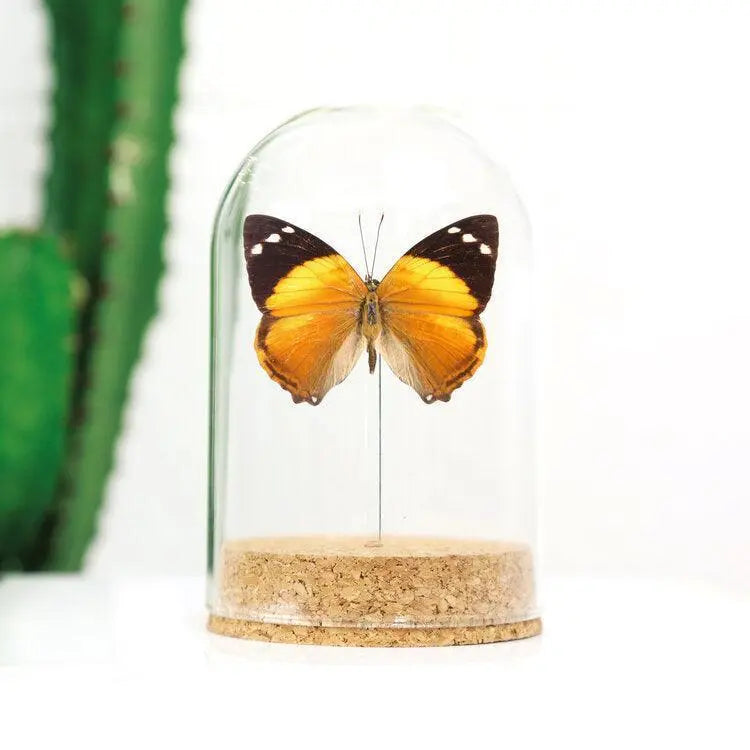 PAPILLON BLOMFILDS SOUS CLOCHE