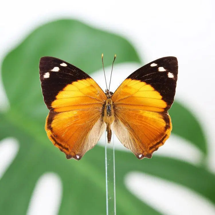 PAPILLON BLOMFILDS SOUS CLOCHE