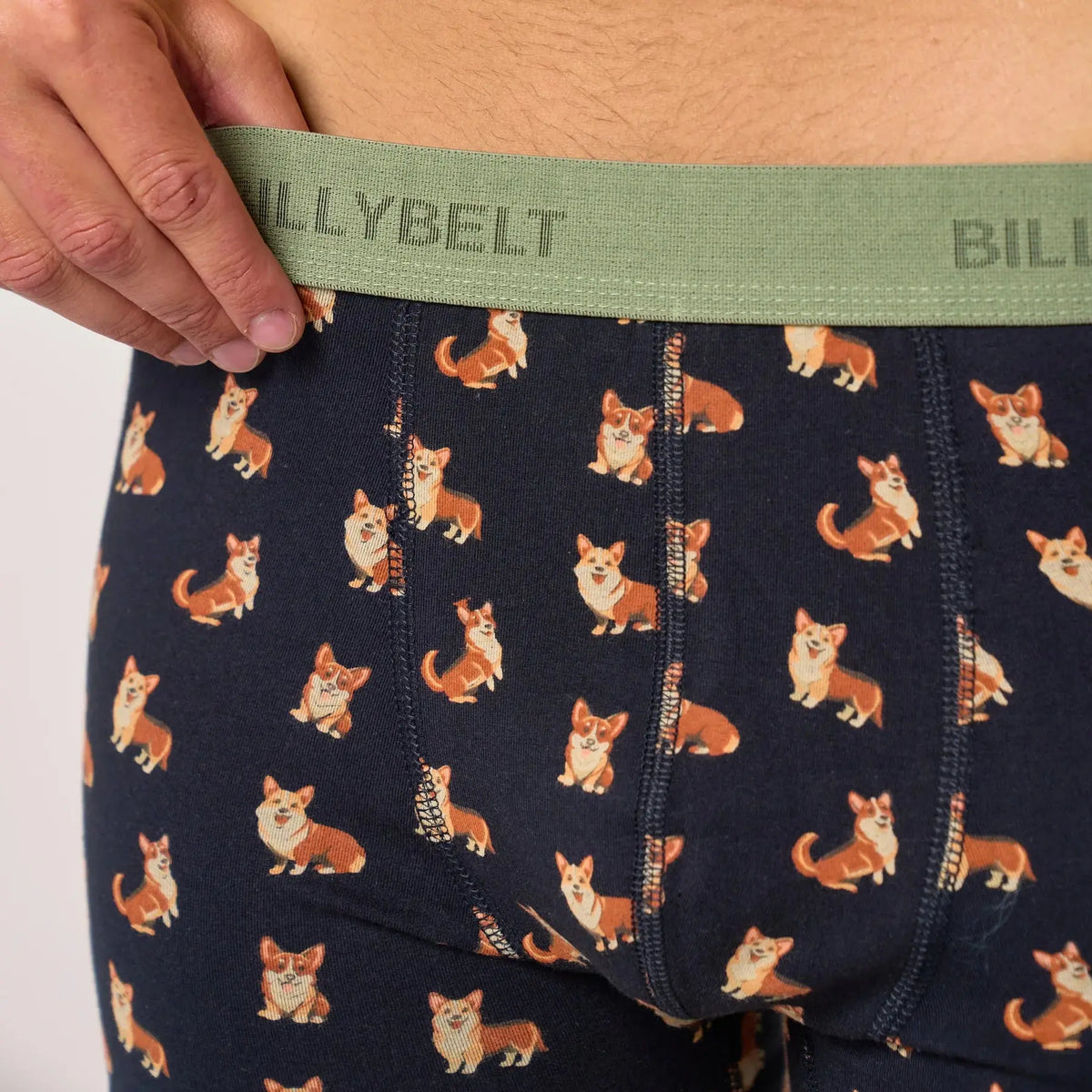 Boxer Corgi BillyBelt, gros plan sur la ceinture vert sauge et les coutures contrastées