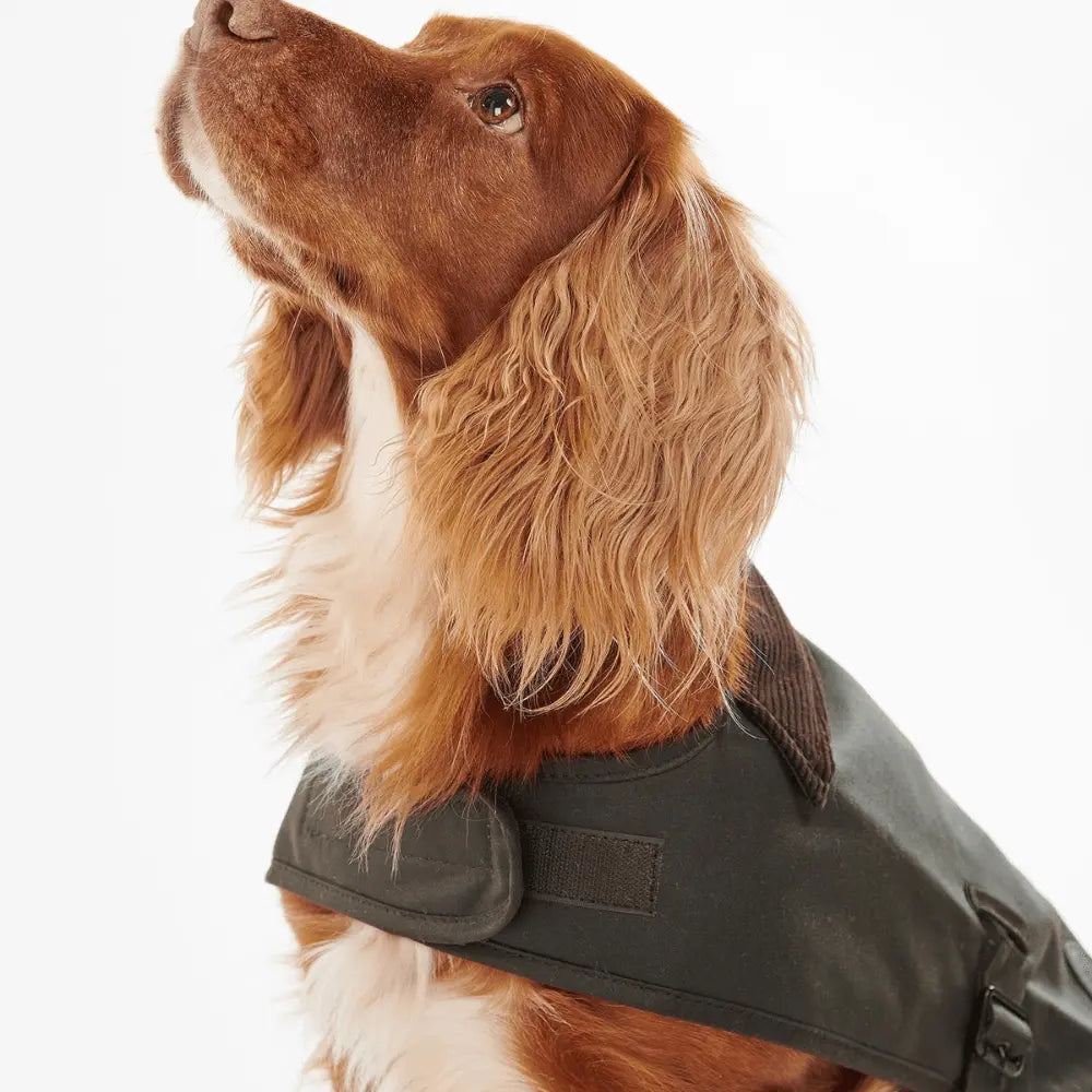 Col en velours côtelé brun du manteau ciré olive et patte auto-agrippante, chien de profil