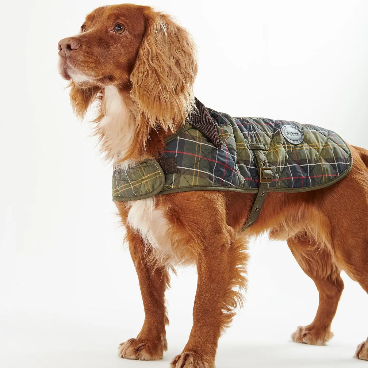 Cocker roux debout de profil portant le manteau matelassé tartan olive, jaune et rouge