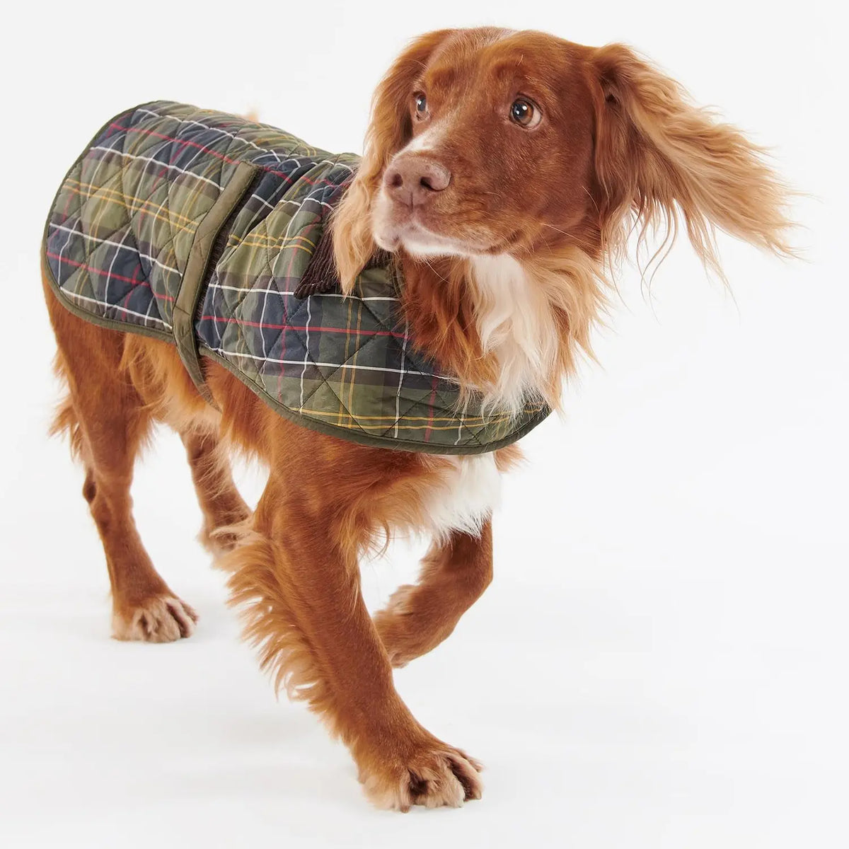 Cocker roux en mouvement, manteau matelassé tartan couvrant le dos jusqu'aux hanches