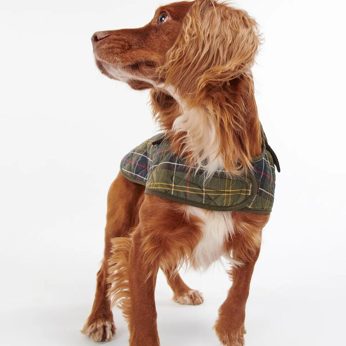 Cocker roux vu de trois quarts arrière, manteau matelassé tartan et col côtelé brun
